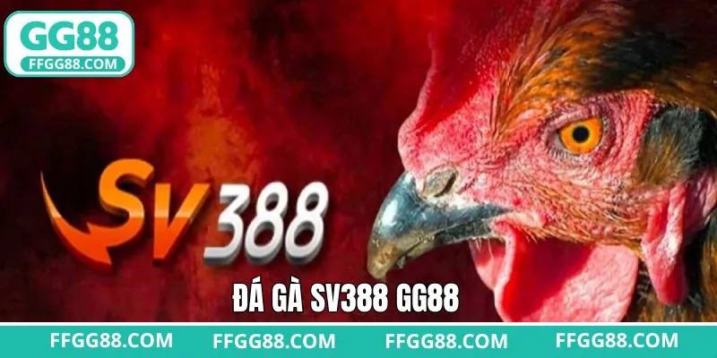 Đá Gà SV388 GG88 - Chinh Phục Những Đòn Đá Siêu Đỉnh Cao